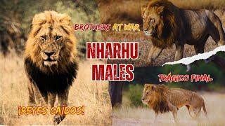 Leyendas Caídas (FALLEN LEGENDS) | Los Machos NHARHU #nature #viral #lion #animal