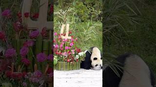 How to make a bamboo cake for panda? #fyp #viral_video #howto #bamboo #cake #panda #howtoviralshorts