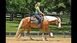 Dior-Stunning, Gentle AQHA Golden Palomino. He rides western and english!