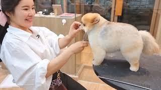 [애니살롱] 털찐줄 알았더니 살찐거였어../Pomeranian scissoring /포메 변신과정