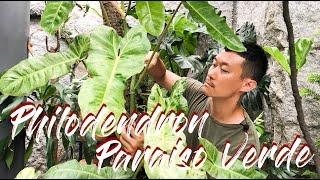 Philodendron Paraiso Verde care and propagation