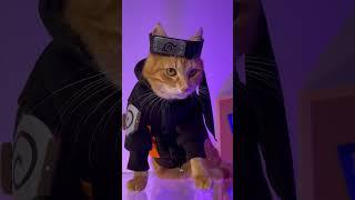 Naruto Uzumaki cosplay  #cat