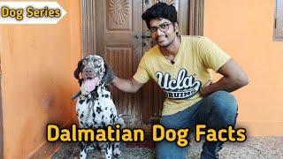 How to Select a Dalmatian Puppies and Dog's in Tamil || Dog review in Tamil