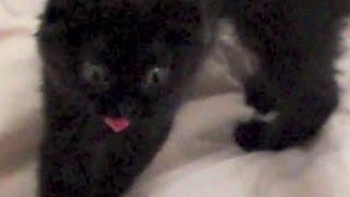 The most incredible cat moment caught on video!