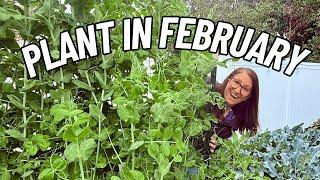 32 Awesome Veggies You Should Plant in February