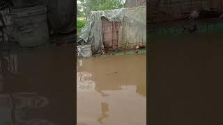 Flood situation at our house #sree the explorer #shortsfeed