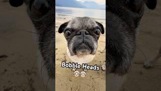 lil bobble heads at the beach  #pug #pugs #seniordog #cutedogshorts