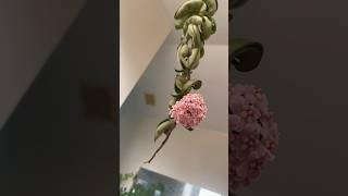 Flowering Hoya | #timelapse #shorts #indoorplants #hoya