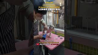 #이기명 #반갑다 #노견 #애견미용 #애견미용사 #교육미용 #훈육미용