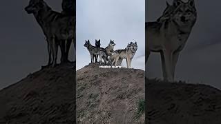 How a Wolf Pack walks safely | Real Leadership in Nature 