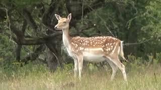 Wandeling Amsterdamse Waterleidingduinen