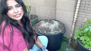 Planting a pink variegated lemon tree in a container