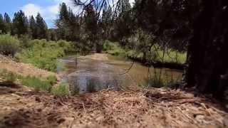 Idaho Gold Country for Sale. 4625 Highway 21 Idaho City Acreage for Sale