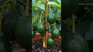 Grow Avocado Trees Faster with These Simple Tips!
