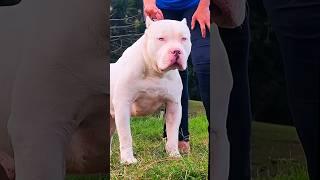 Top 8 Strongest & Fearless Dog Breeds  #shorts