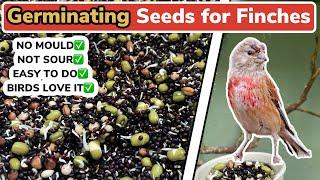 How to make Soak Seed For Finches | PERFECT Germinated Seed & Mould Free