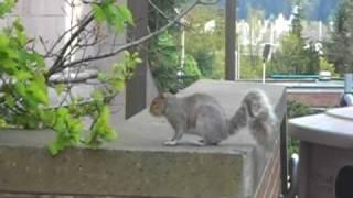 Squirrel at the University of Washington - Seattle