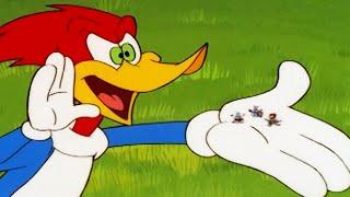 Woody Woodpecker Show | Party Animal | Full Episode | Kids Cartoon | Videos For Kids