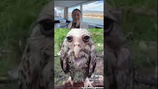 Animals that look terrifying when wet ! 54