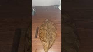 Making a Cigar  ASMR style #shorts #asmr