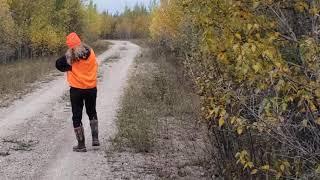 Spruce grouse hunting