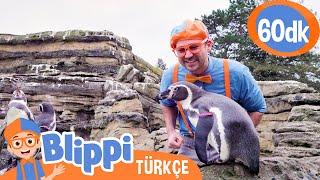 Blippi Hayvanat Bahçesinde Penguenleri Öğreniyor  Blippi Türkçe - Çocuklar için Eğitici Videolar