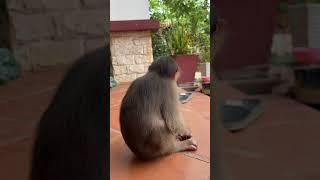 Cute Baby Monkey Icy With Dad.