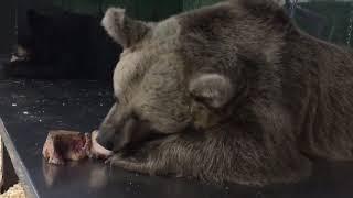 A little bear snack