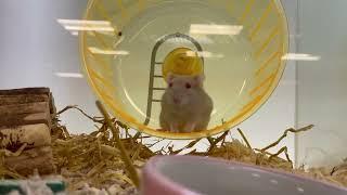 Dwarf hamster playing in wheel