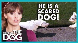 Dog's Aggressive Behaviour is Getting Worse | It's Me or The Dog