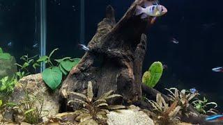 RELAXING Aquarium footage with Music
