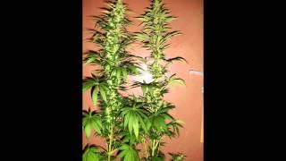 КОНОПЛЯ  (CANNABIS)  cем. Коноплевые