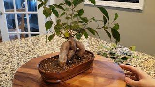 GINSENG FICUS IN WOODEN BONSAI POT UPDATE WINTER 2021