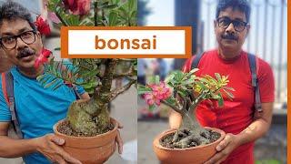 Exclusive Bonsai Collections The Beauty Of Bonsai