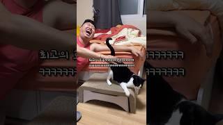 호응 좋은 고양이 #shorts #shortvideo #고양이 #시트콤