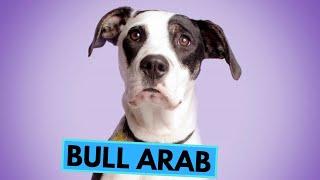 Bull Arab - TOP 10 Interesting Facts