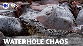 Chaos at the Waterhole