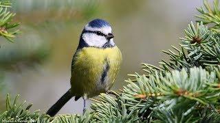 chants /cris de la mésange bleue -HD- songs / calls eurasian blue tit