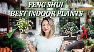 Feng Shui - BEST INDOOR HOUSE PLANTS (Boost Health & Wealth PLUS 2 to AVOID!)