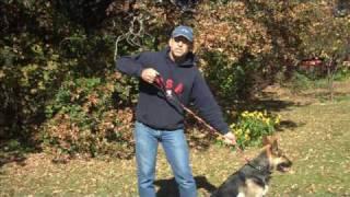 Bungee Training Dog Leash