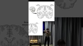 Елена Сударикова | Рецепторы на ладонях | Мозг человека и других приматов #мозг #наука