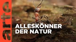 Ameisen - Fabelhafte Insekten | Doku HD | ARTE