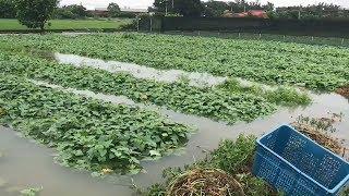 桃園大豪雨民宅淹水 最嚴重水淹及腰 20190517 公視晚間新聞