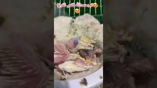  هذه أجمل مرحلة يتمنى المربي الوصول لها تفقيص الفراخ