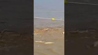 숭어잡이 후리질 - 물반고기반