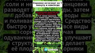 Сорняки исчезнут за 1 минуту и навсегда! Единственный безопасный способ