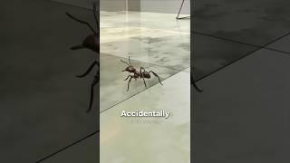 Stepped on an Ant? Here’s What Really Happens Next!