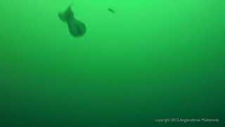 SALMON STRIKE 2! - Underwater View