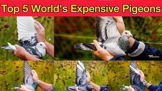 Top 5 World's most Expensive pigeons sold on Pipa Auction in December Part