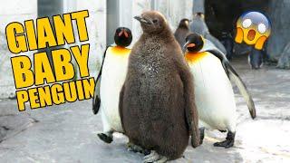 Funny Animal Videos of the Week 